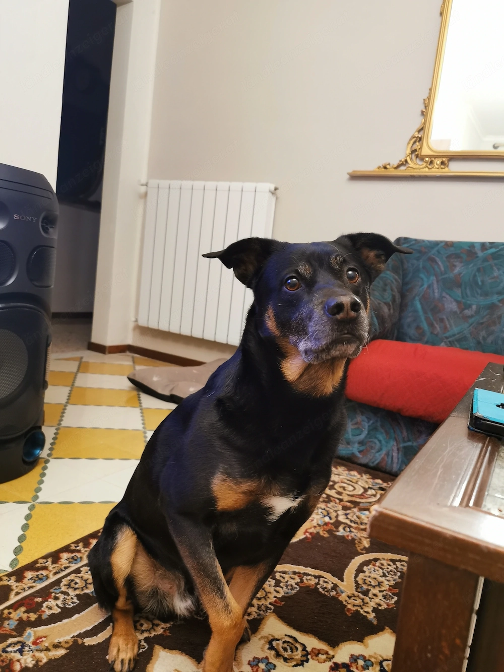 Liebevolle Hundebetreuung fur ruhigen Senior gesucht (3-4 Tage Bludenz)