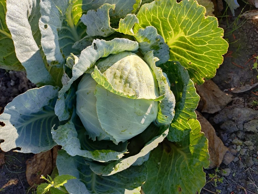 Krautkopf für Sauerkraut 12Stk.