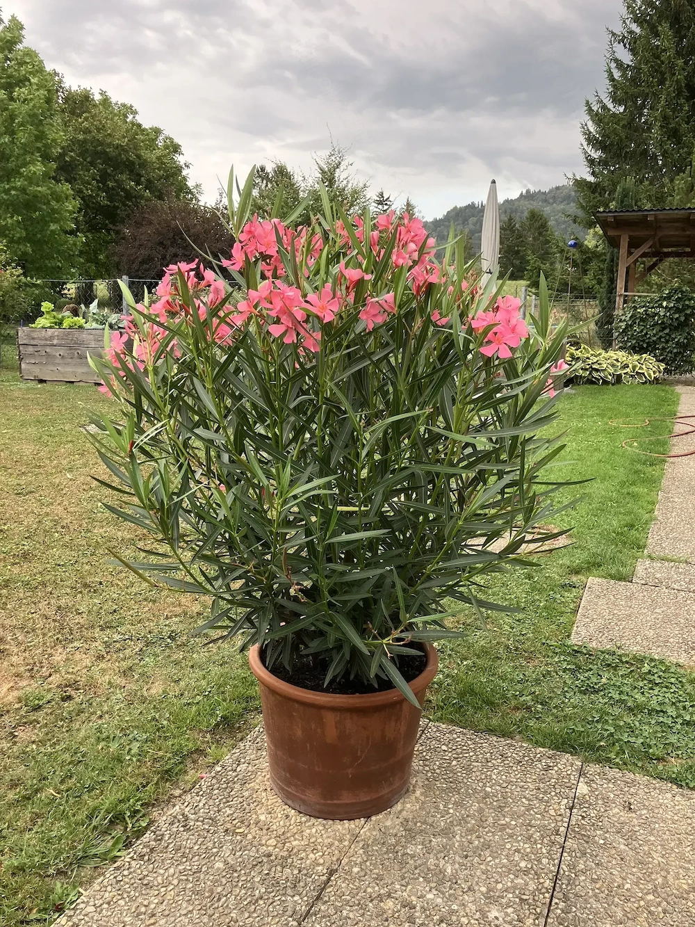Oleander Höhe 150cm