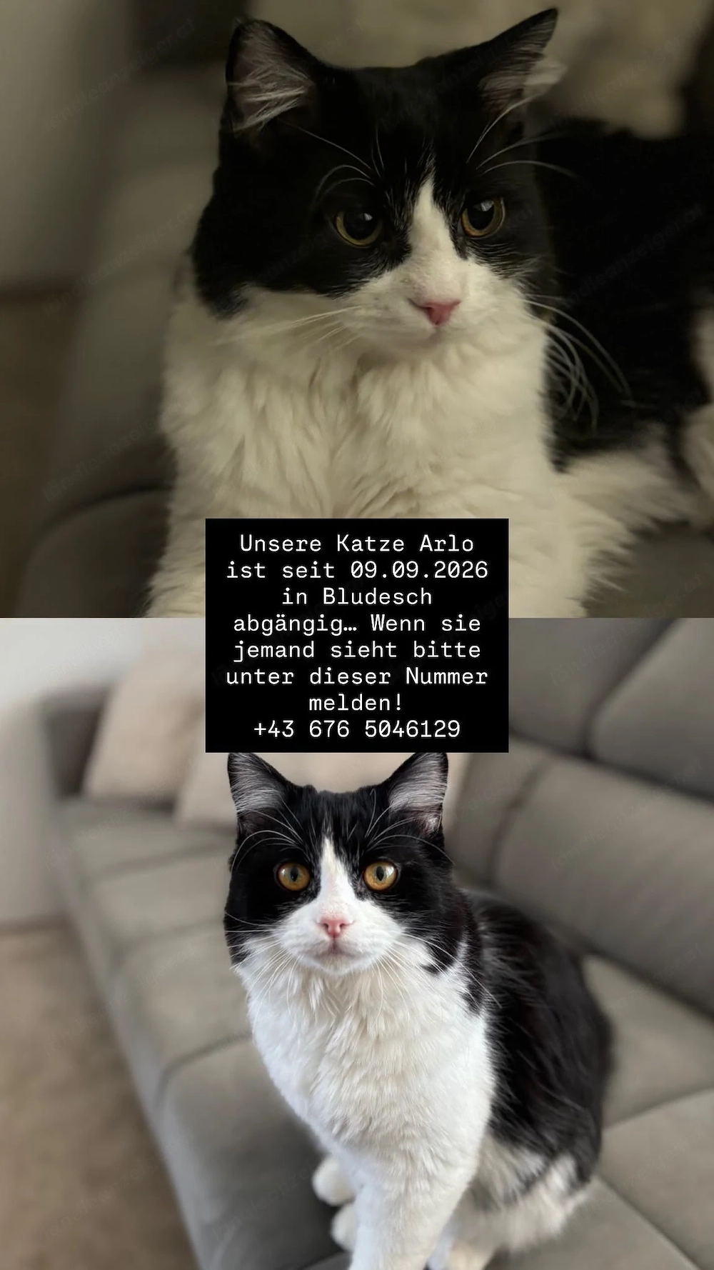 Katze vermisst bludesch