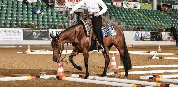 Mobiler Western-Reitunterricht & Beritt