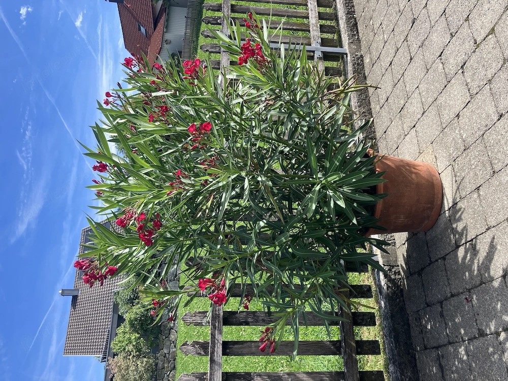 Oleander rot Höhe 150cm 