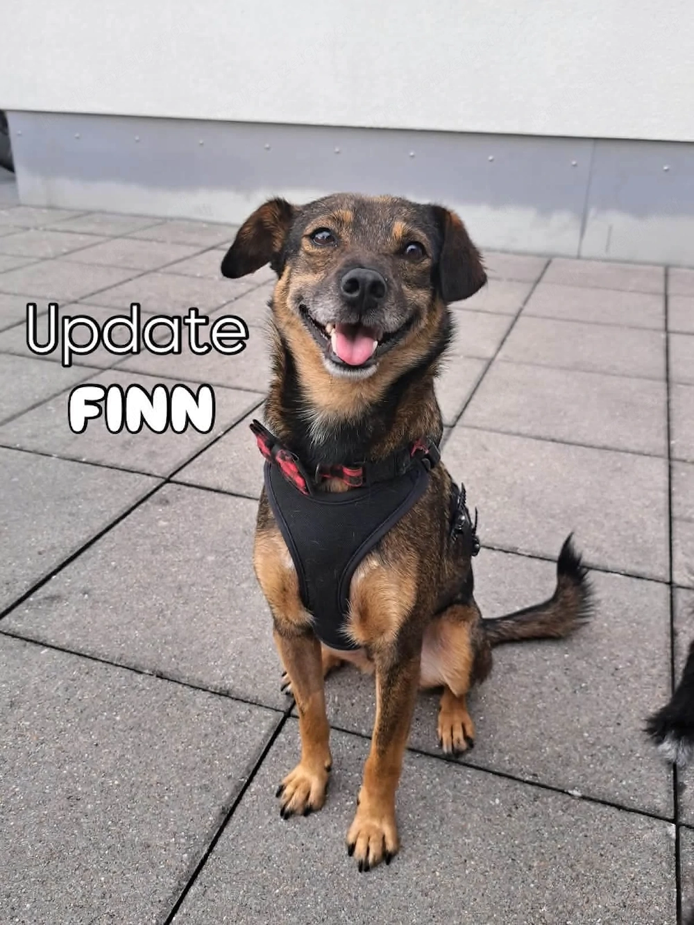 Finn - zurückhaltend, lernfreudig und voller Liebe