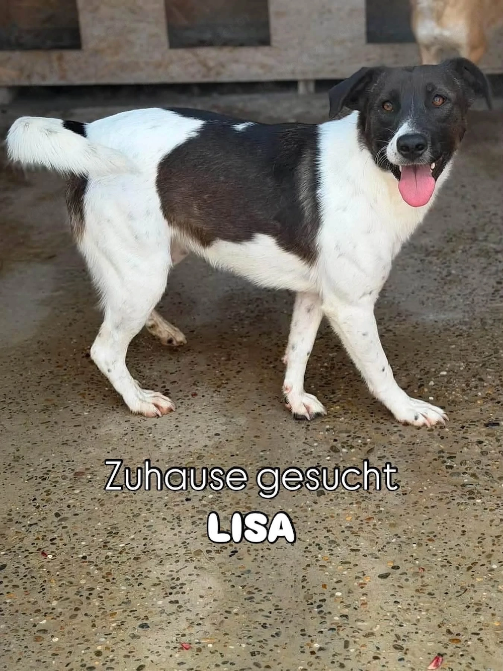 Lisa - bereit für ihr neues Kapitel 