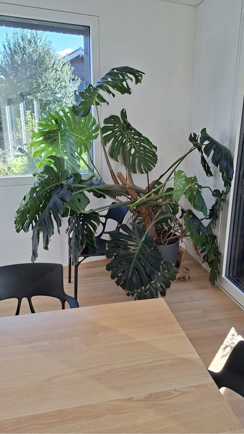 Pflanze (Monstera) 