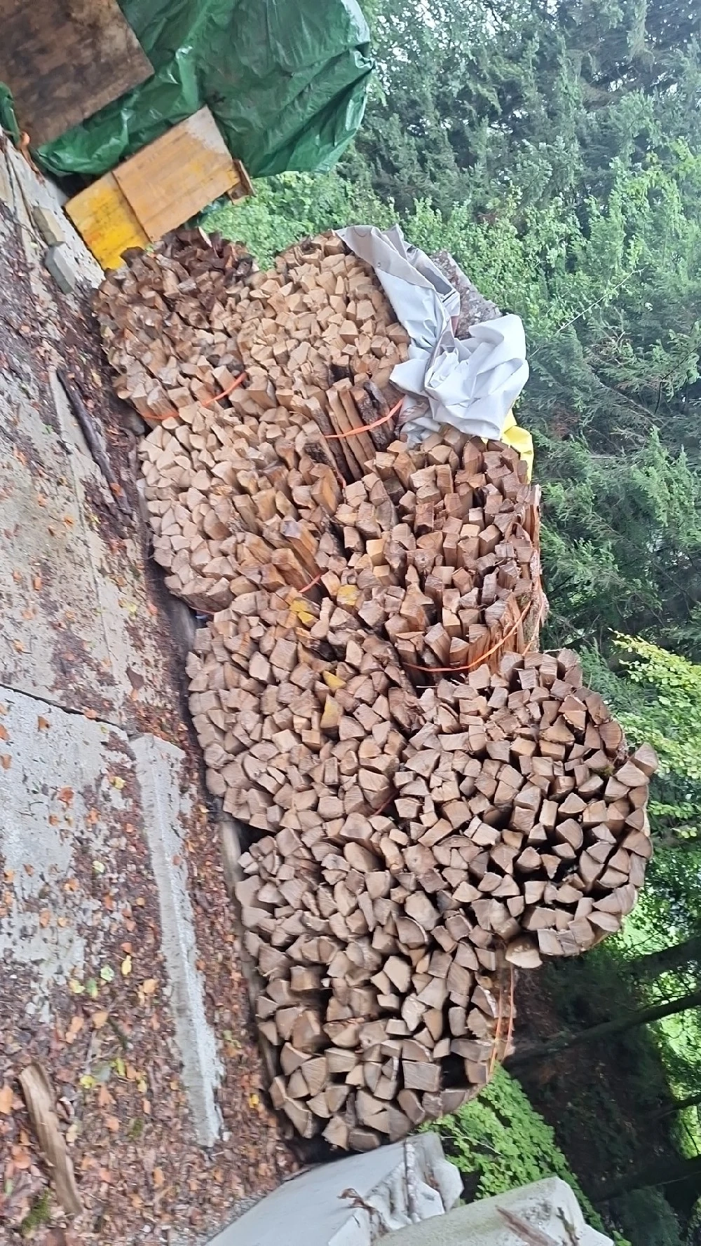 brennholz buche