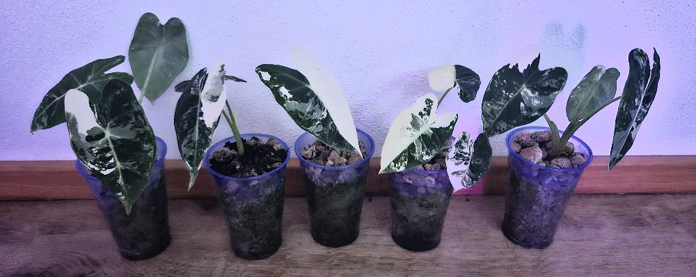 Alocasia Babypflanzen