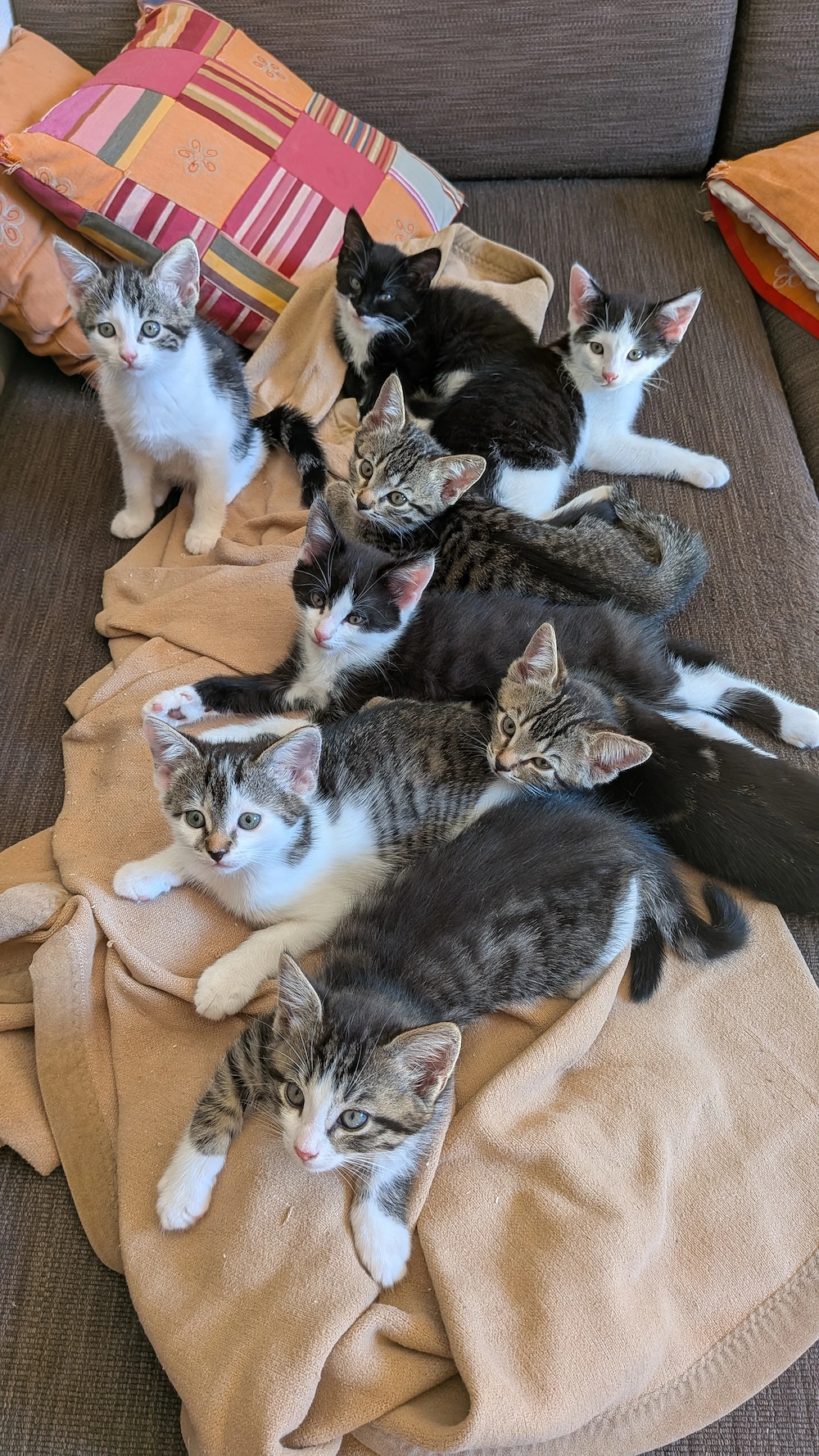 Katzen suchen ein liebevolles Zuhause