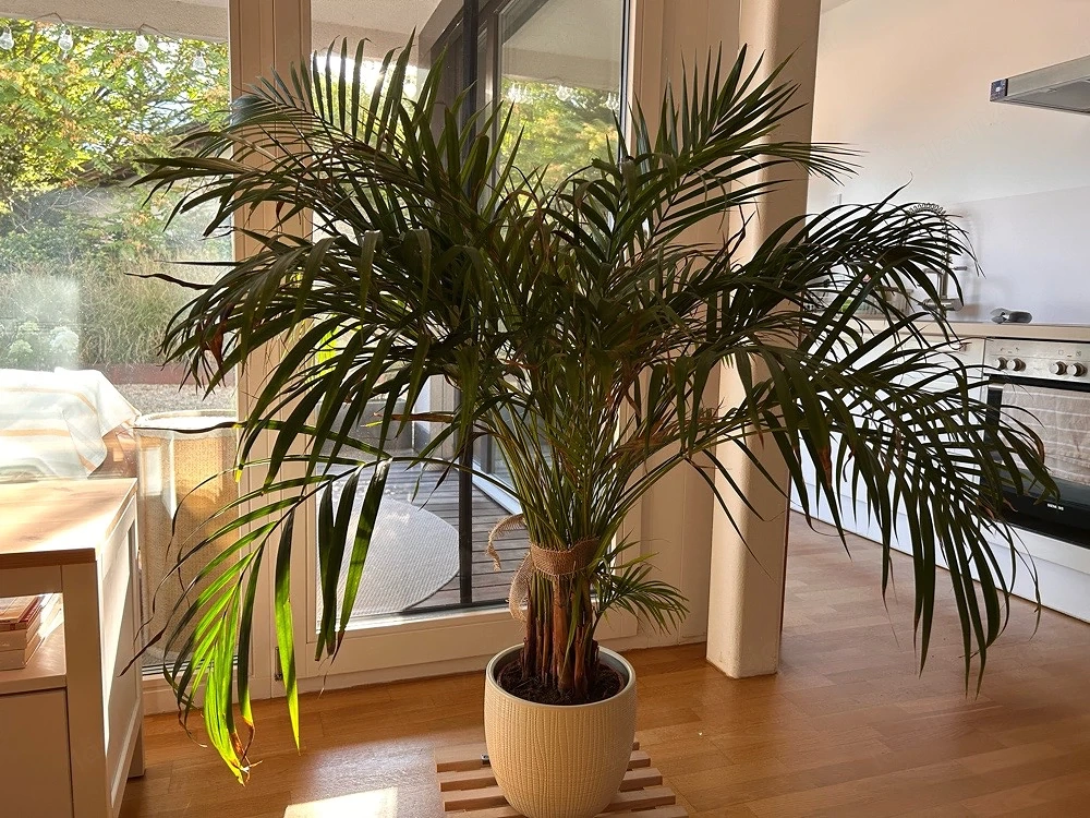 Palme zu verkaufen 