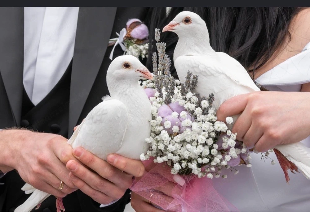 Weise Hochzeit Tauben zum vermieten