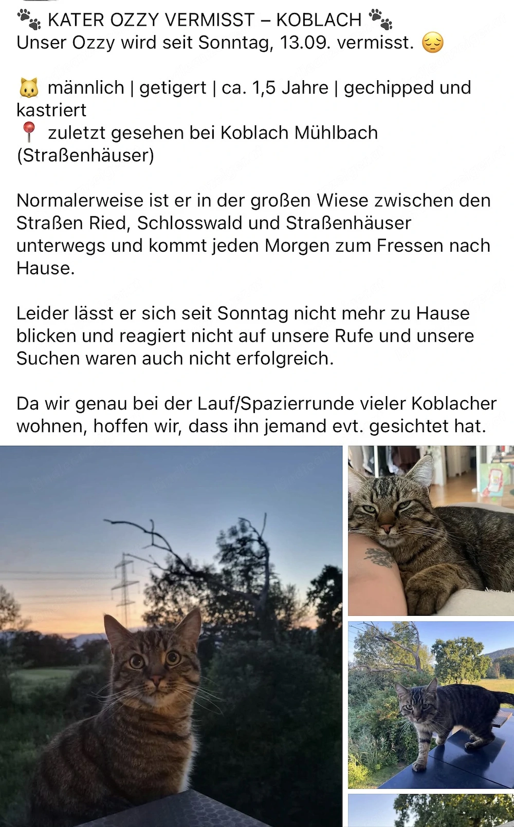 Kater Ozzy vermisst in Koblach (Strassenhäuser)