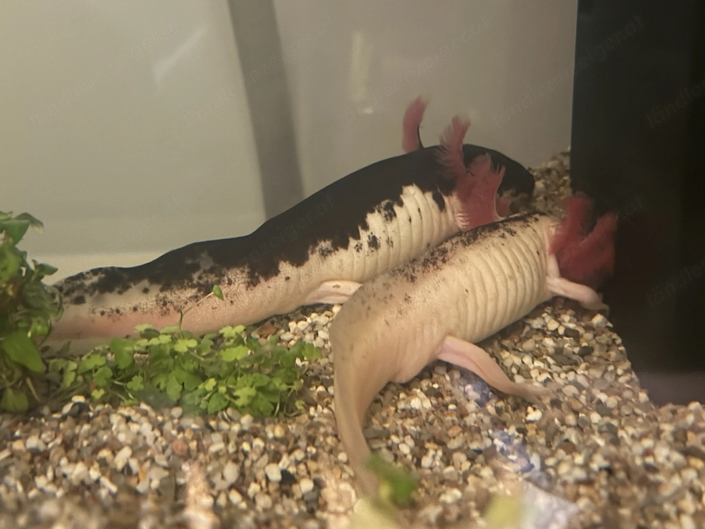 Verschenken Axolotl-Paar in gute Hände inkl. Aquarium und Zubehör 