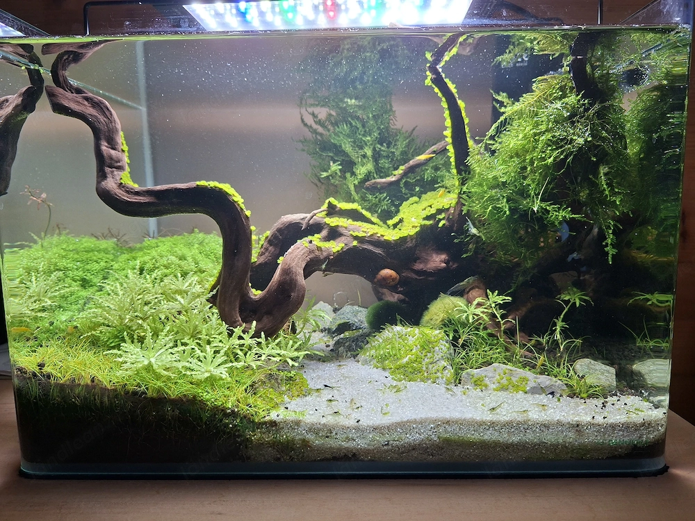 Garnelen Aquarium Komplettset 