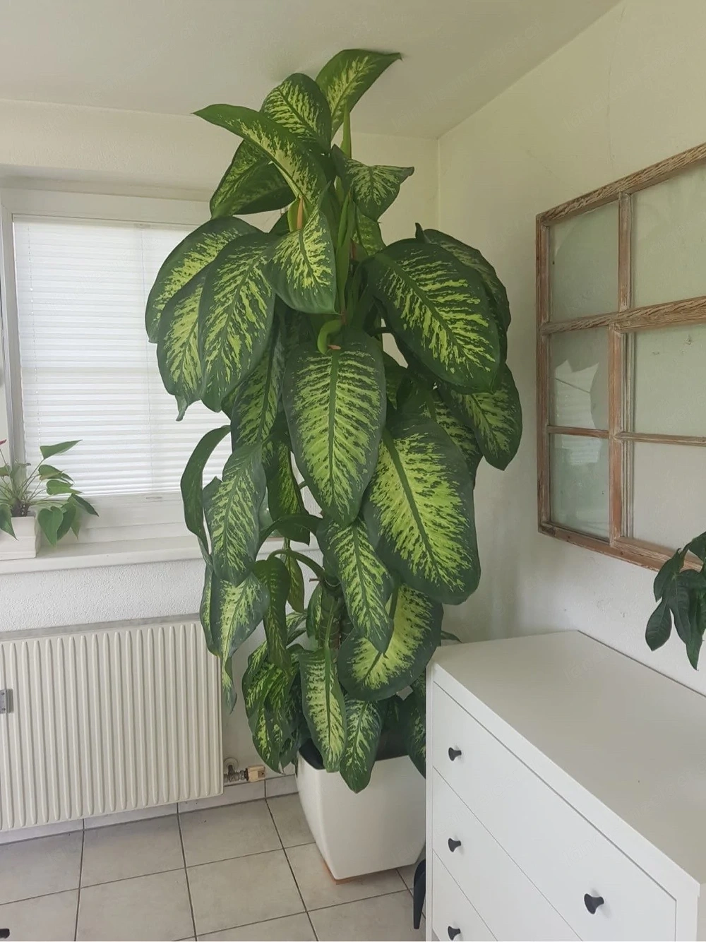 Zimmerpflanze Dieffenbachie