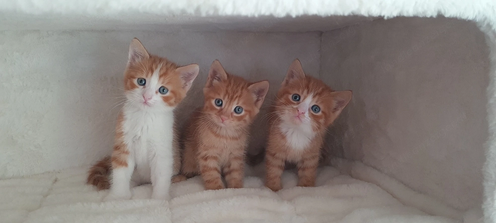 Süße rote Babykatzen 