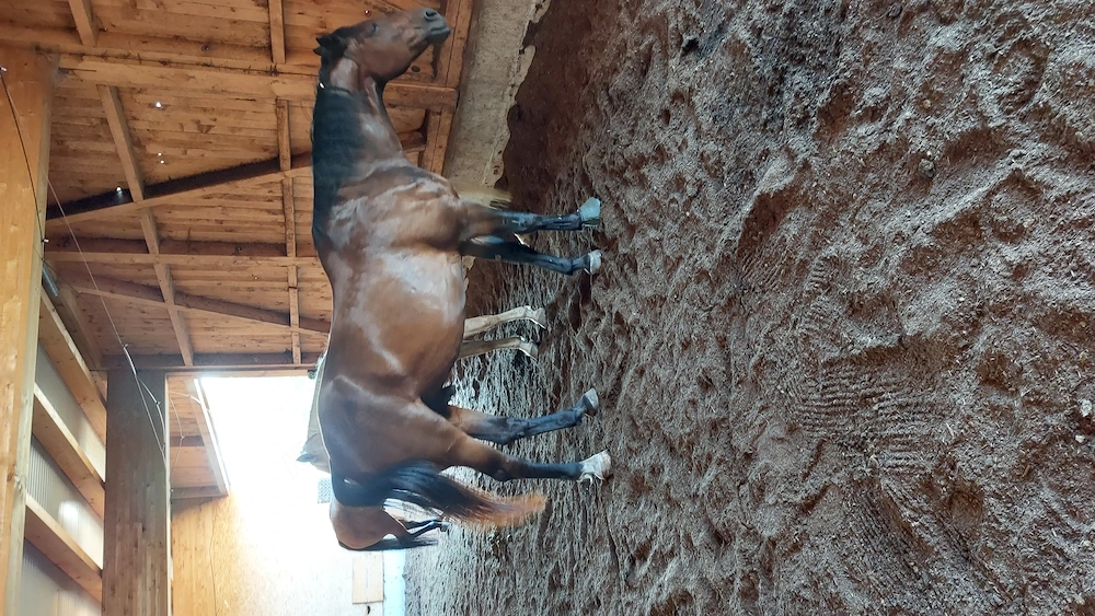 Pflege   Reitbeteiligung gesucht.