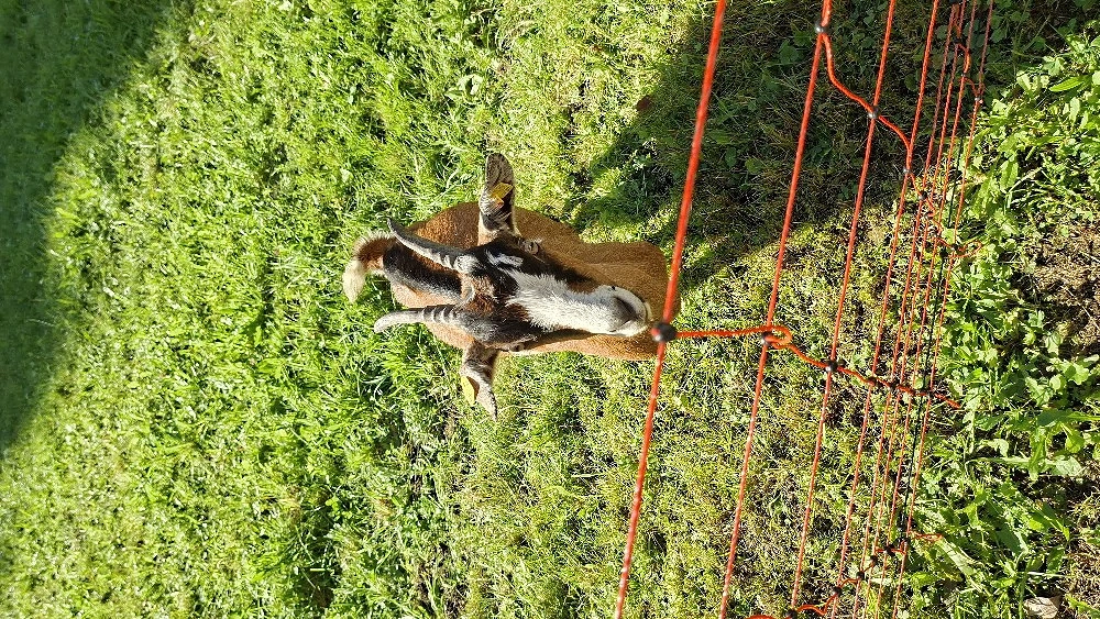 Ziegen Kitz 