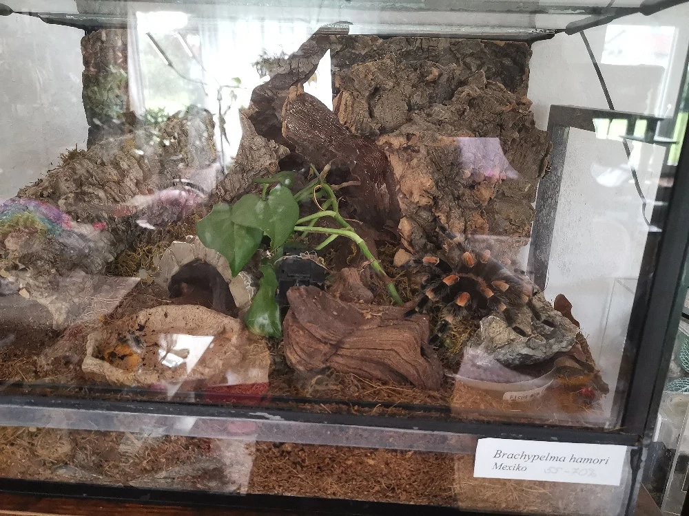 Terrarium 