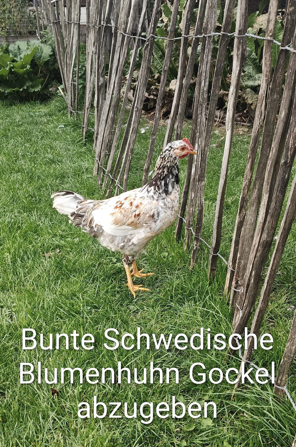 Gockel Hahn 