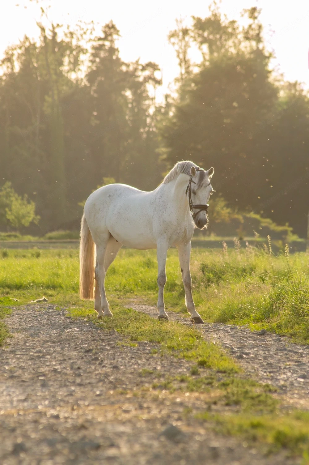 Reitbeteiligung gesucht