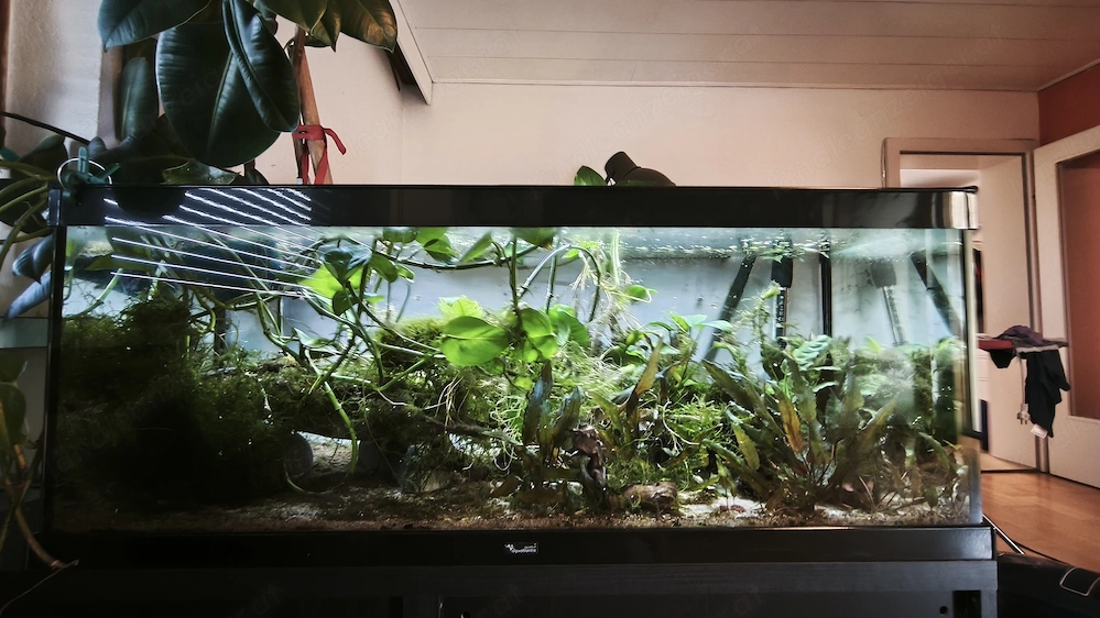 Aquarium zu verschenken