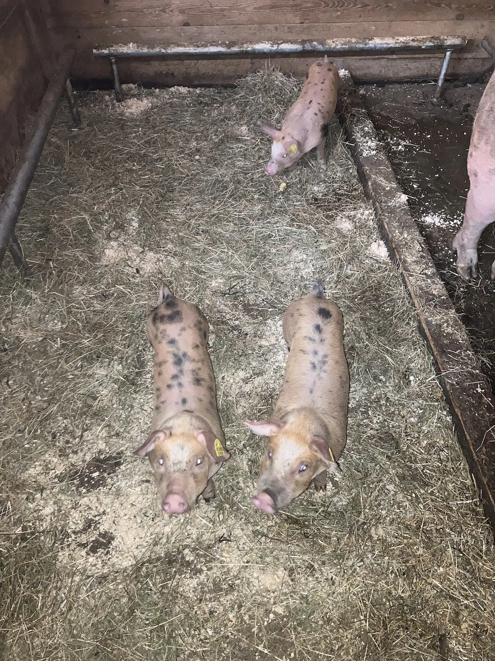 Ferkel zu verkaufen