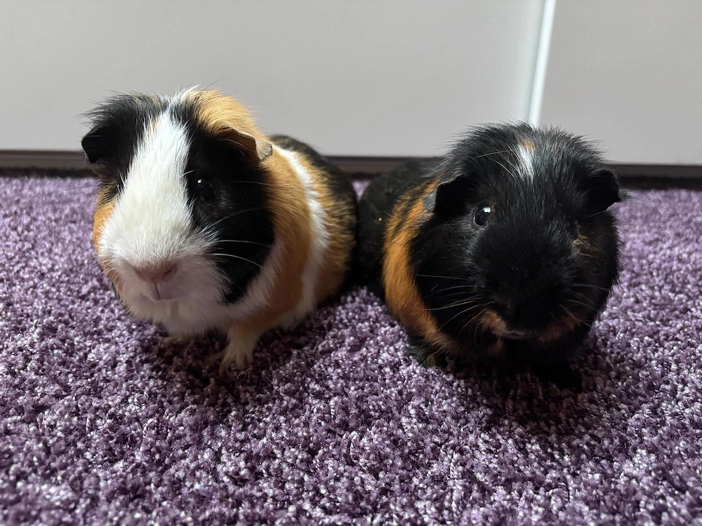 Meerschweinchen 