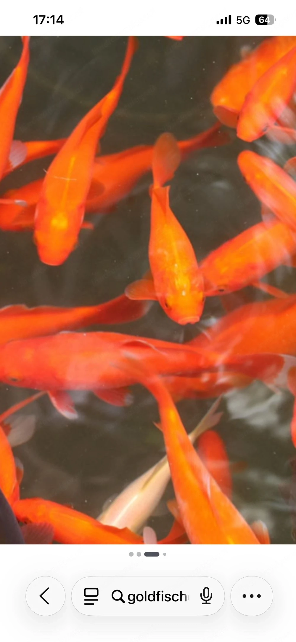 Goldfische
