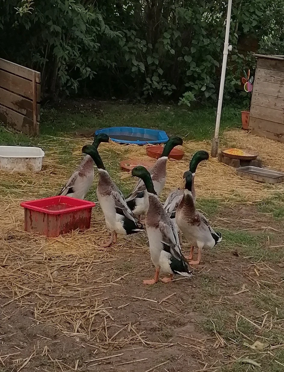  Laufenten aus Naturbrut 