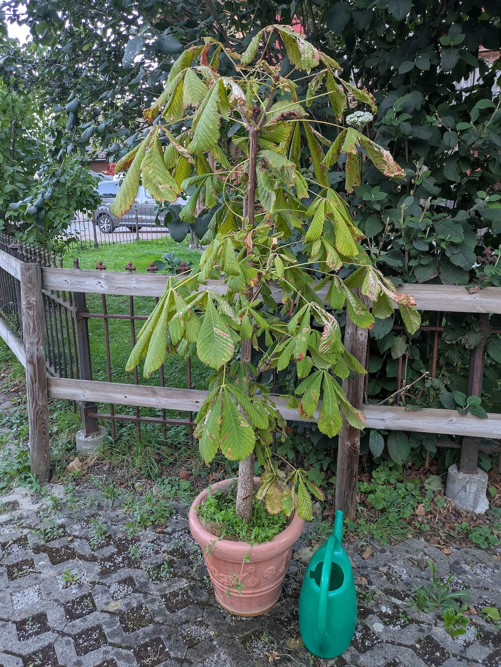 Kastanienbaum sucht Ort zum Leben