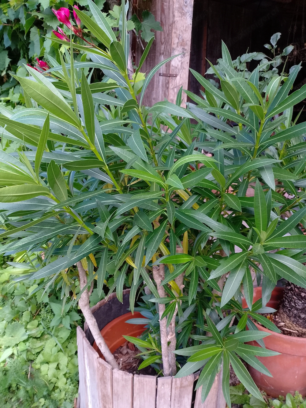 Oleander und Malve 