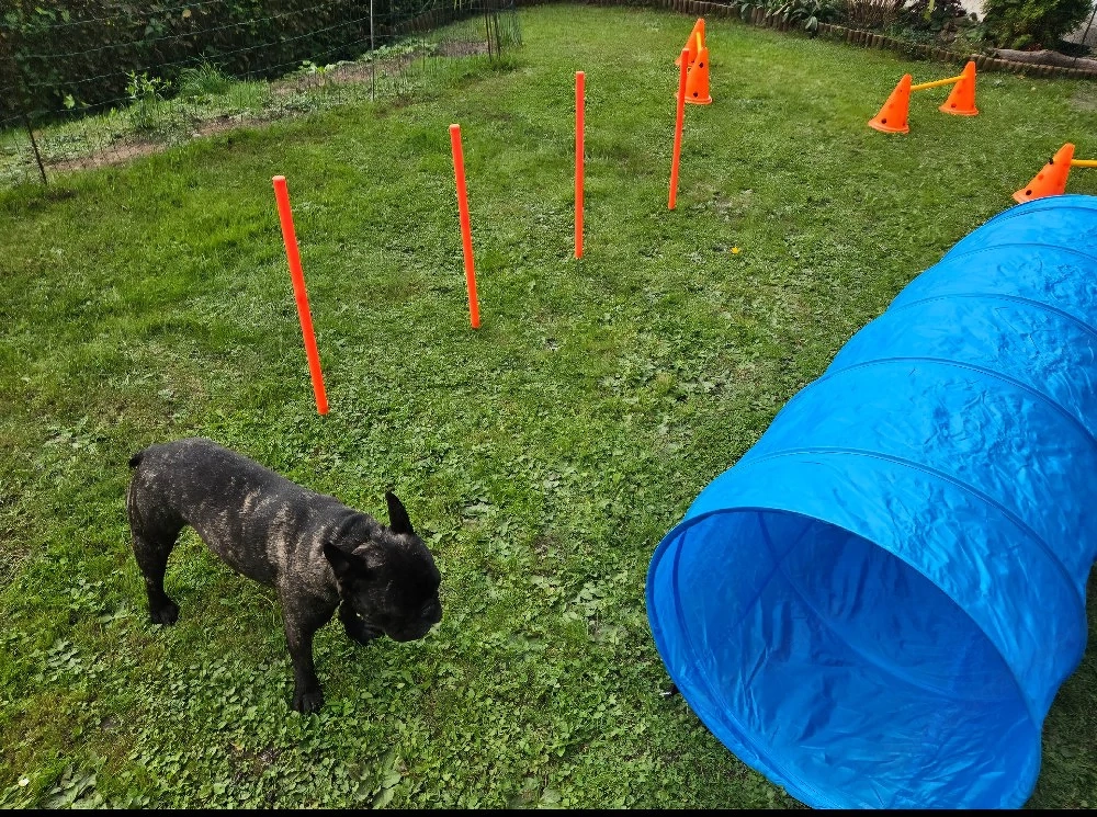 Hunde Agility Set