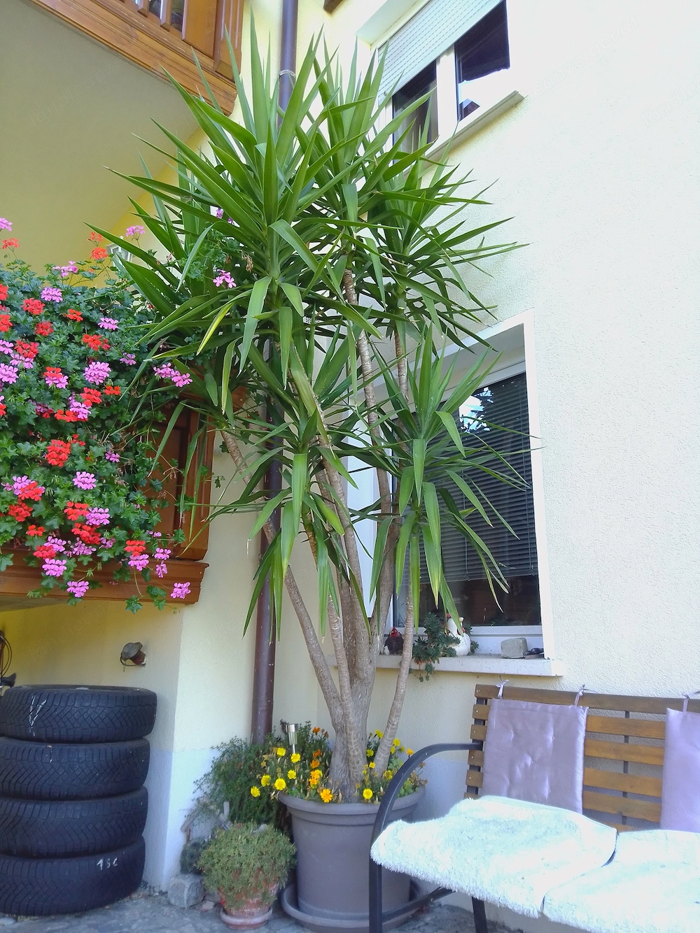 Yucca-Palme 3,20 m hoch