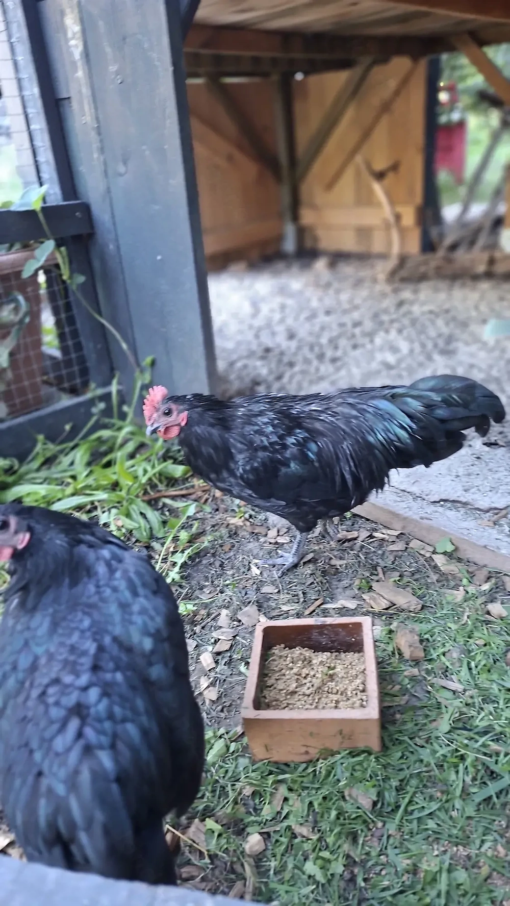 Zwerghahn Australorps Junghahn Hahn 