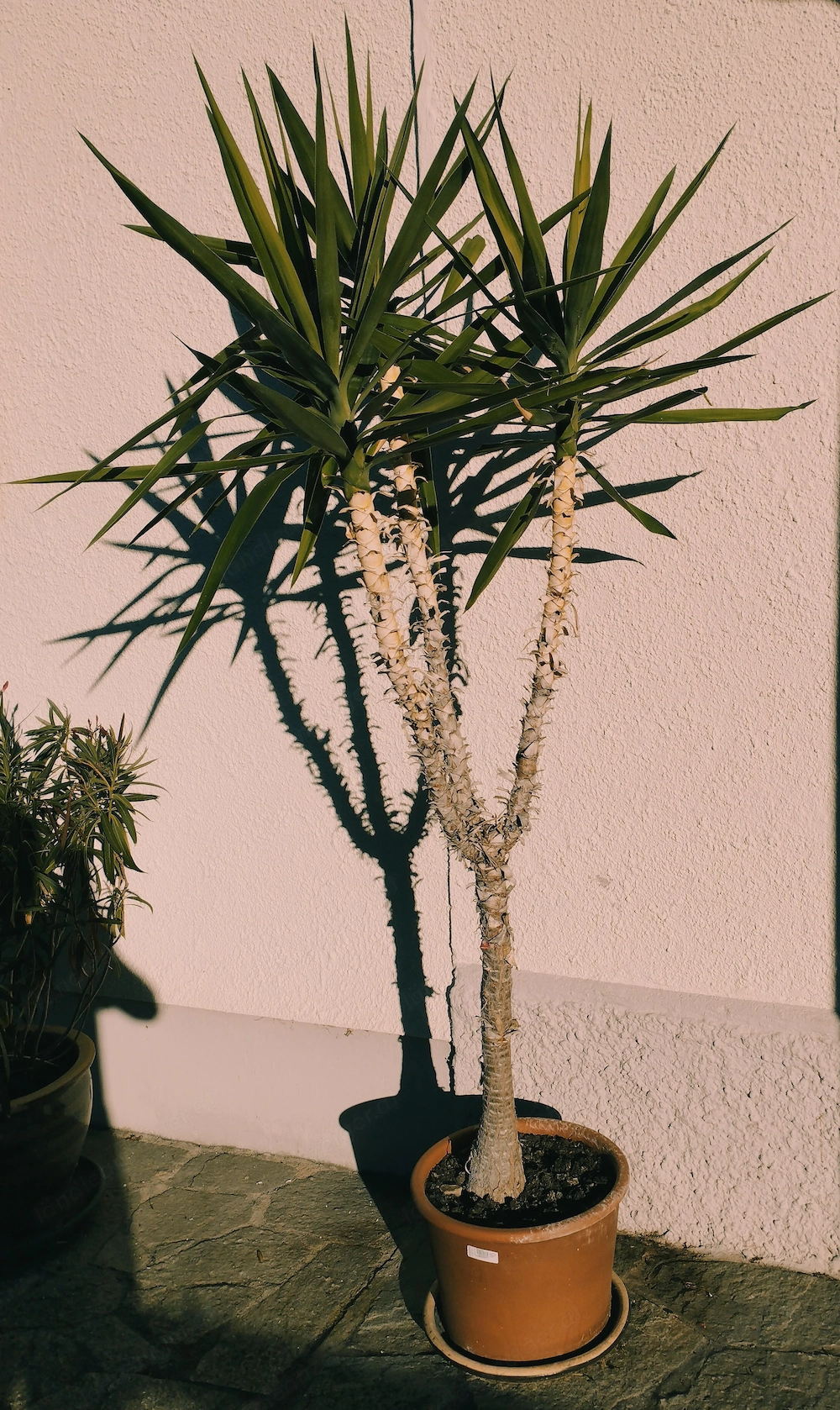 Yucca-Palmlilie
