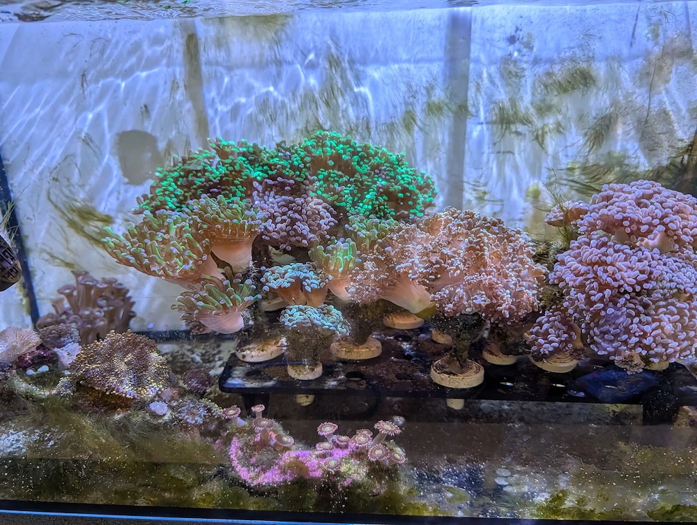Korallen Fische Meerwasser
