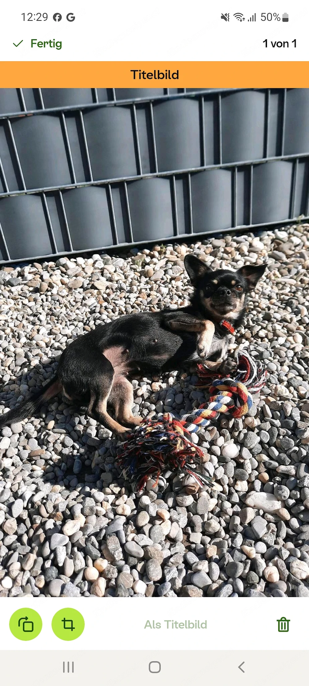 Chihuahua-Pinscher-Mix 