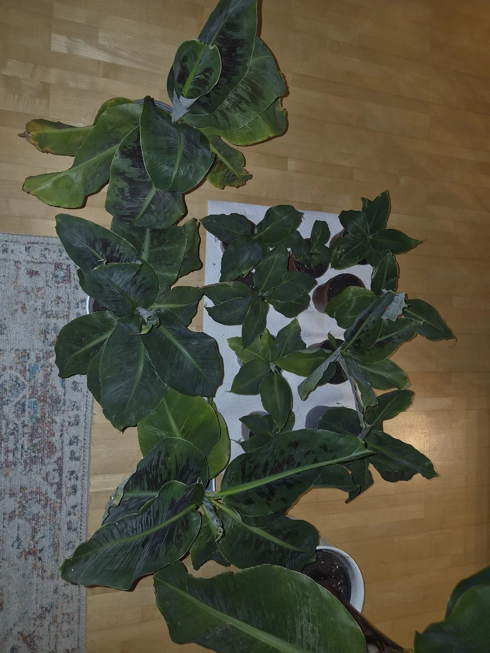 Bananen Palmen