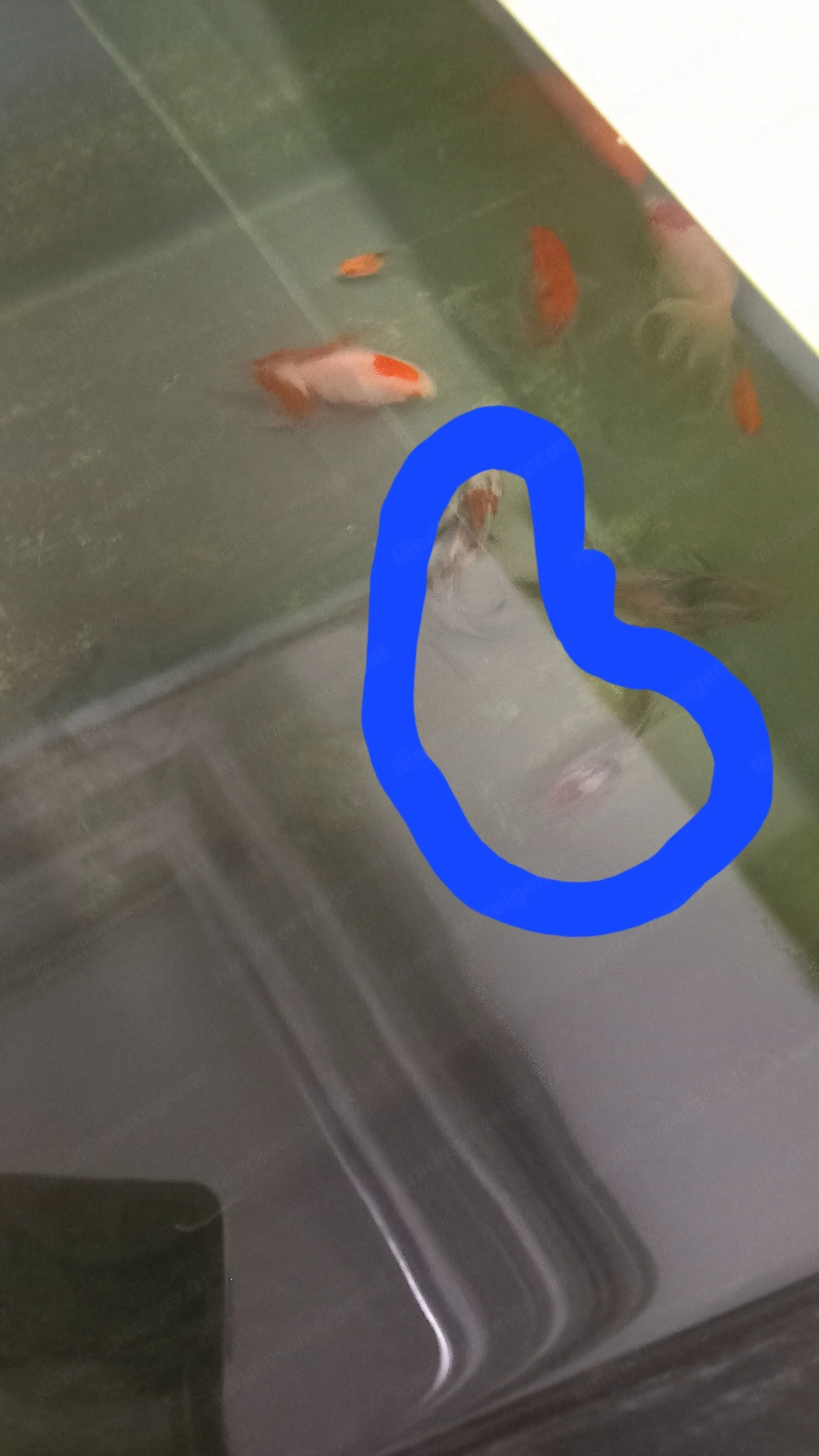 Schleierschwanz Goldfische