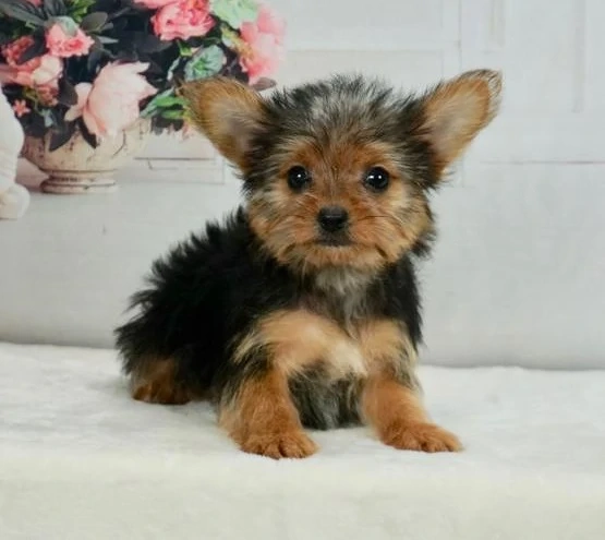Bezaubernde Yorkshire-Terrier-Welpen suchen ein liebevolles Zuhause.