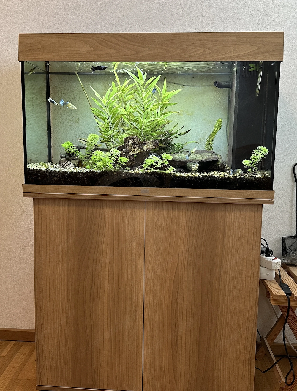Aquarium 120L - Komplett eingerichtetes Aquarium mit afrikanischen Buntbarschen und anderen Fischen.