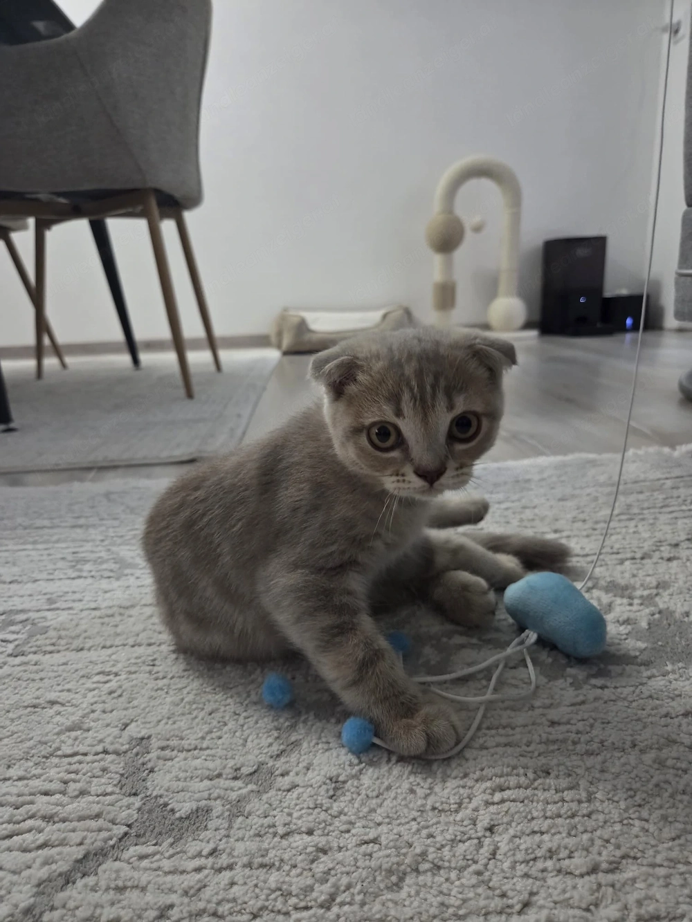 Baby katzen scotisch fold