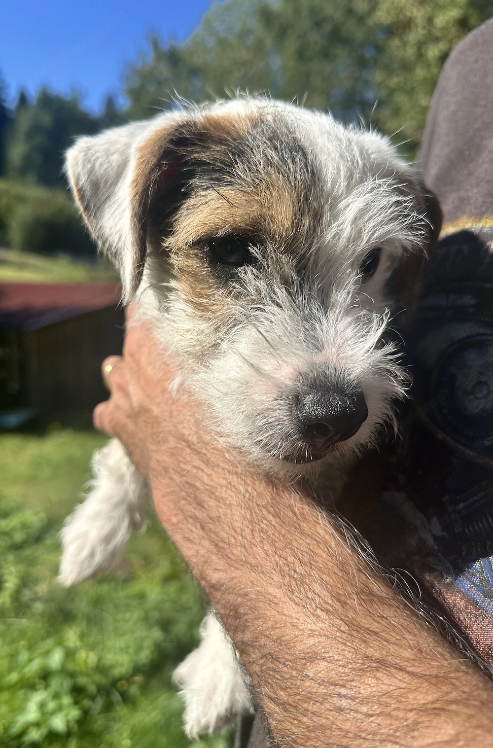 Reinr. Parson Jack-Russell Terrier, Hündin & Rüde Familienaufzucht