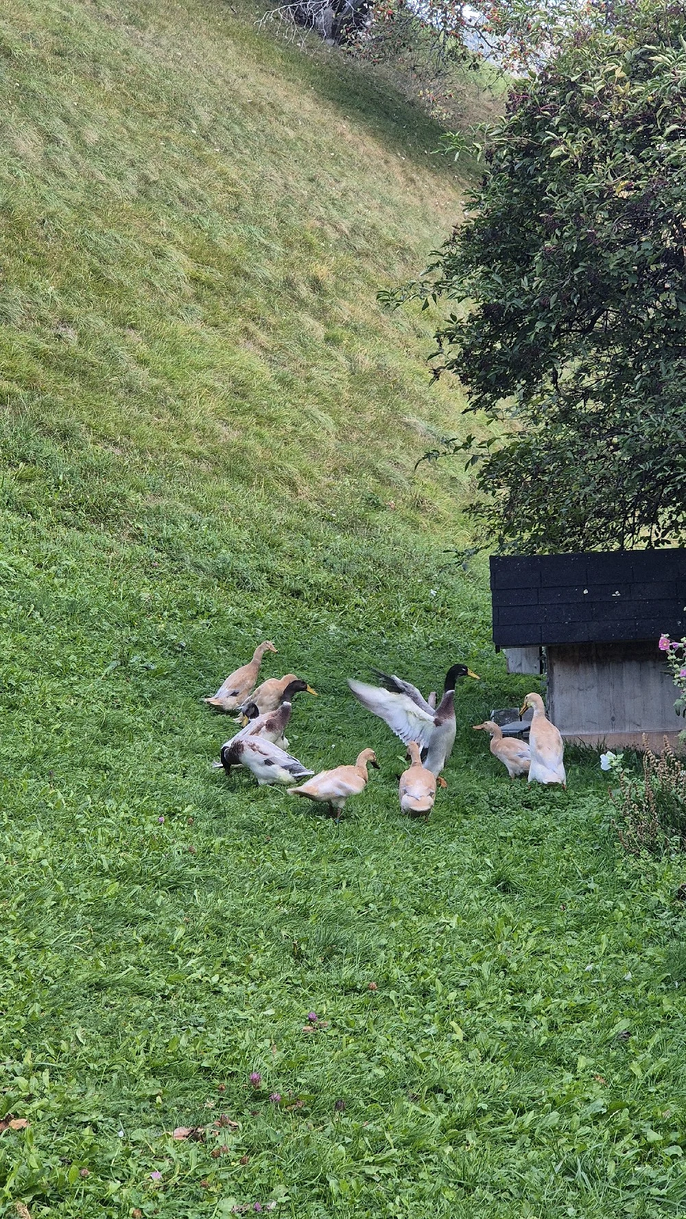 Laufenten abzugeben