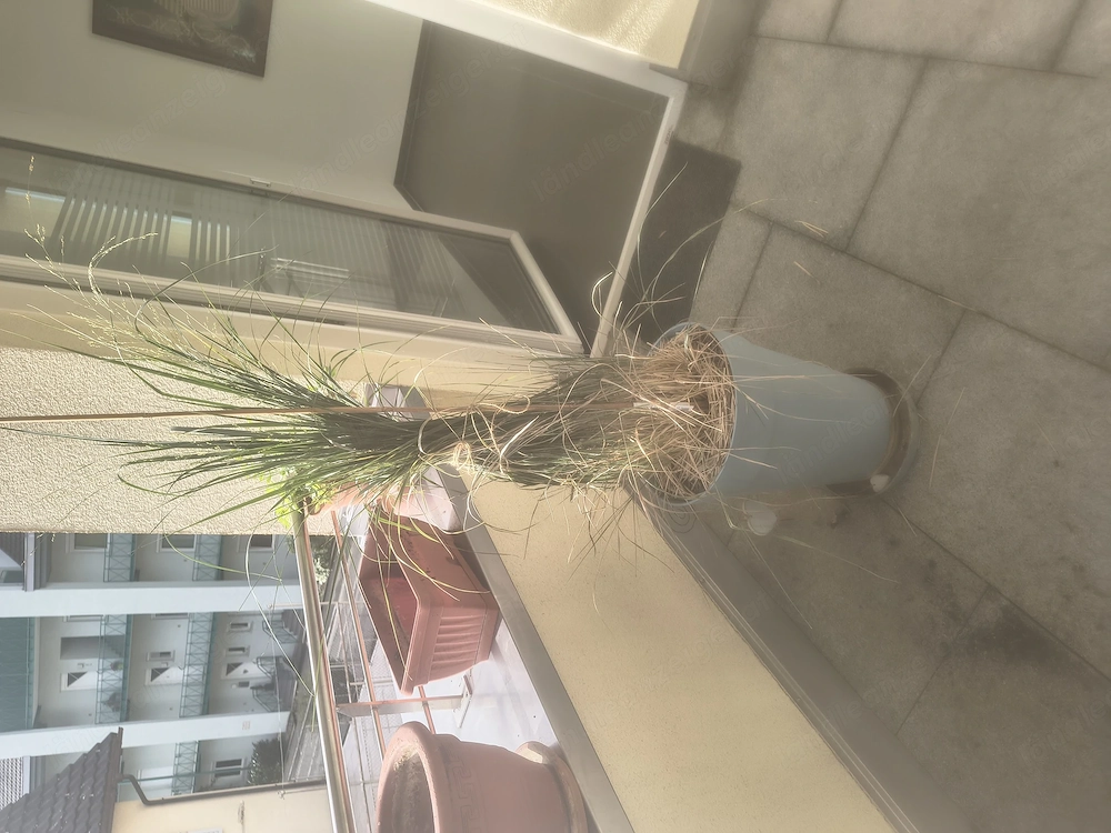Pflanzen für Freibalkon oder Garten 