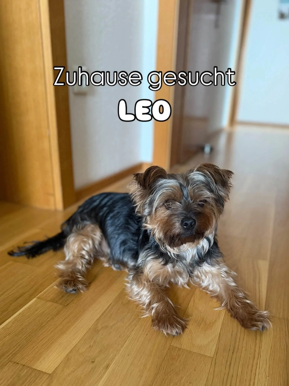 Leo sucht seine Menschen