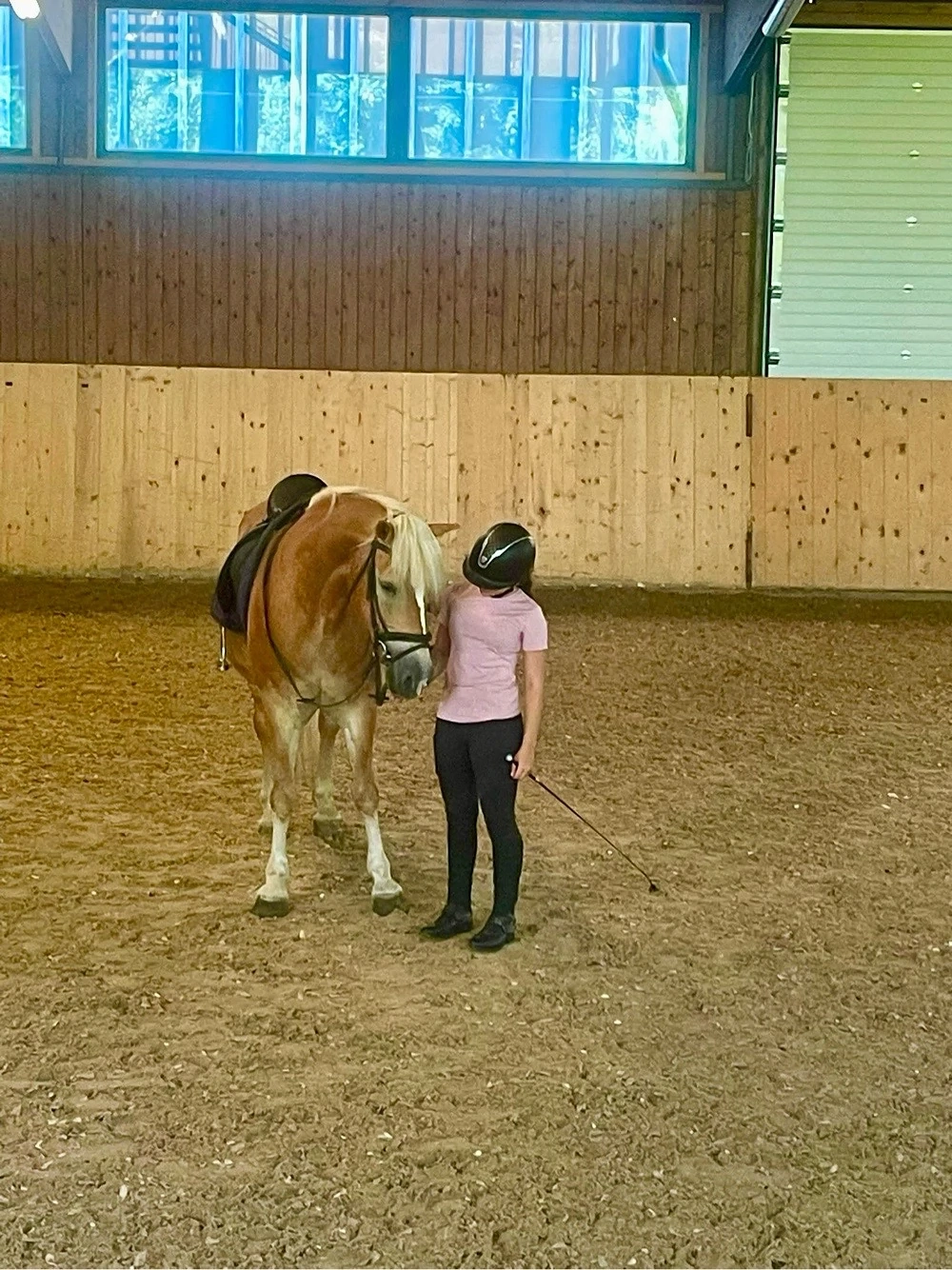 suche Reitbeteiligung 