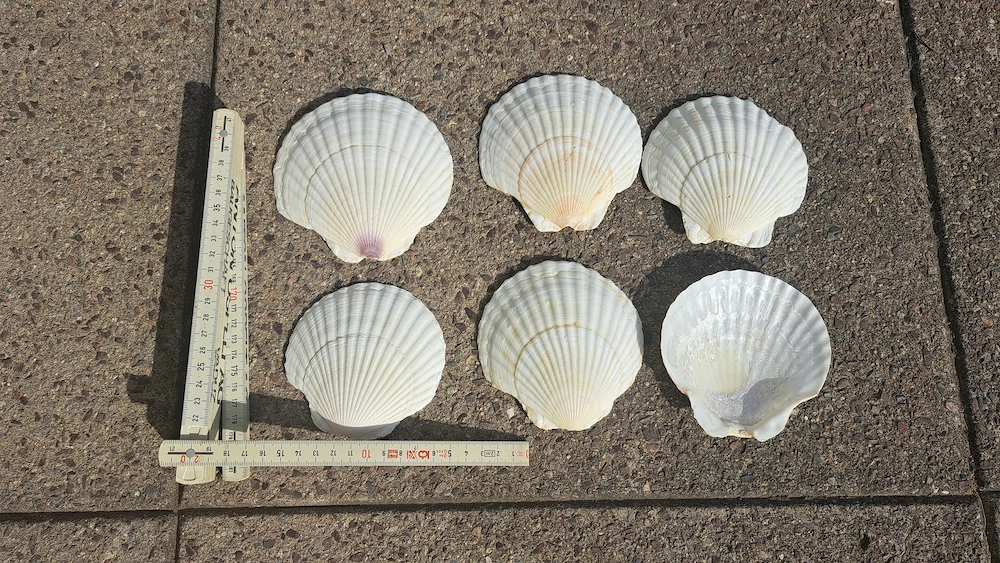 Muschelschalen groß 