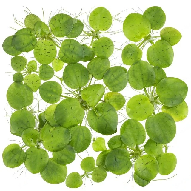 Frogbit Aquarium Pflanze (Limnobium laevigatum)