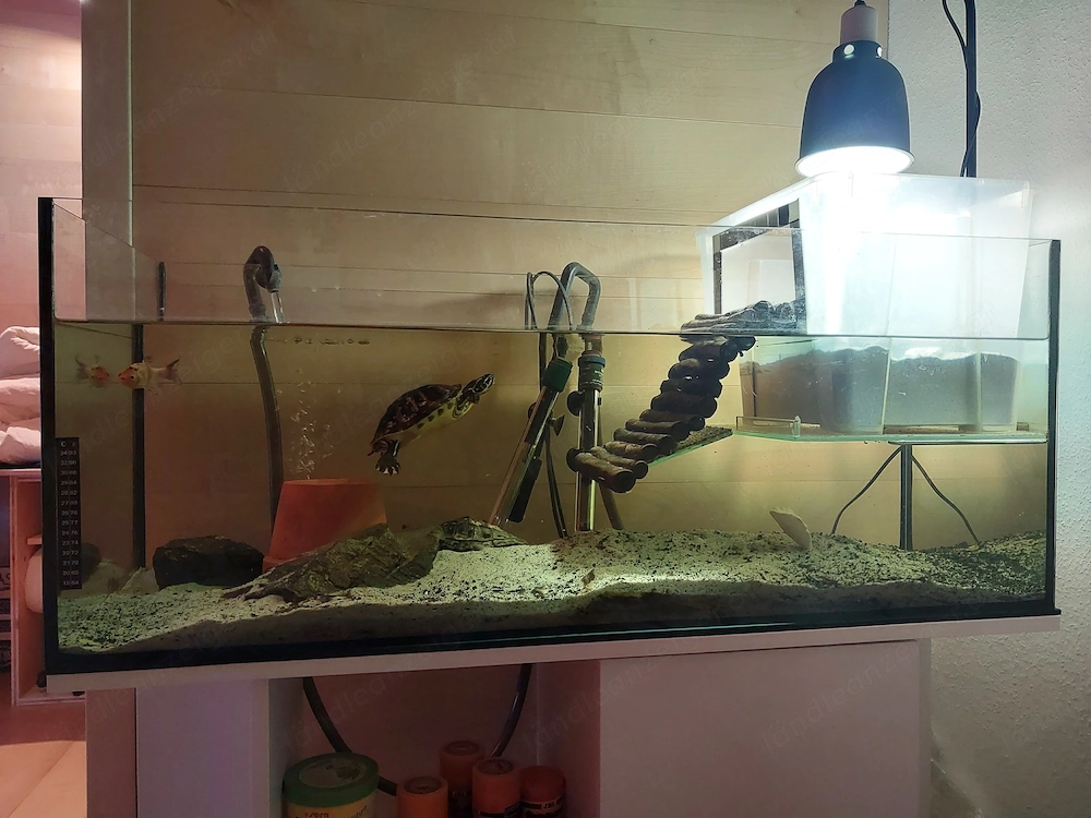 Wasserschildkröten, Schildkröten